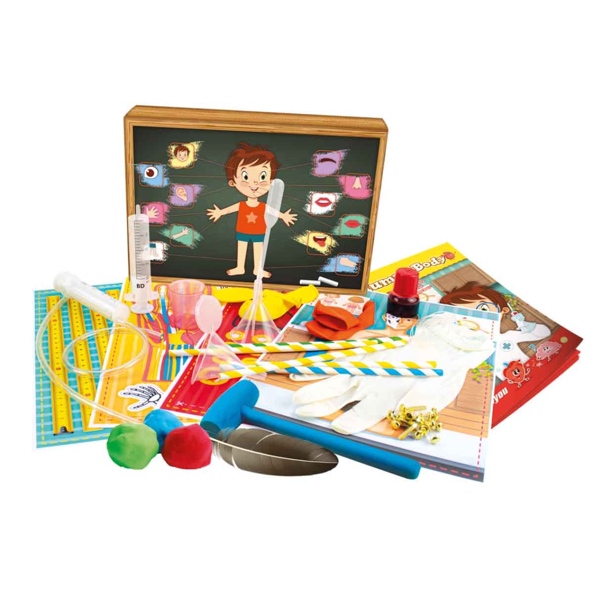 ساينس فور يو مجموعة جسم الإنسان التعليمية للأطفال من عمر 5 إلى 7 سنوات