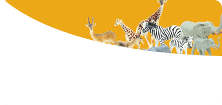 Animals Set