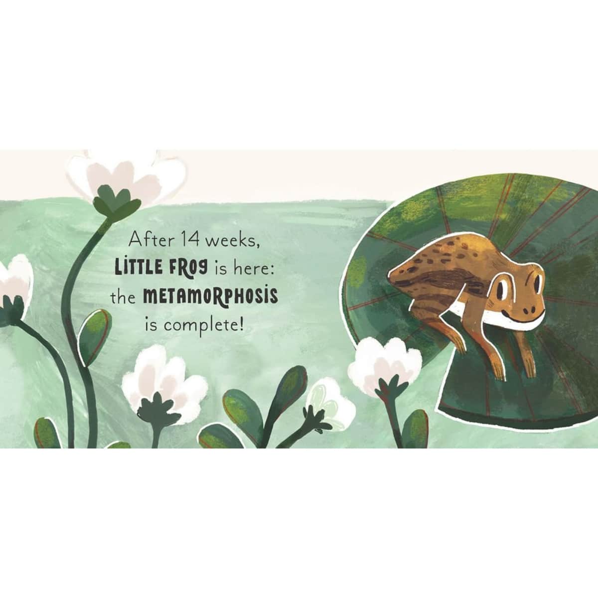 5 Minute Nature Story Box : First Science Concepts For Growing Minds! by Gabby Dawnay - 25 Jun 2024