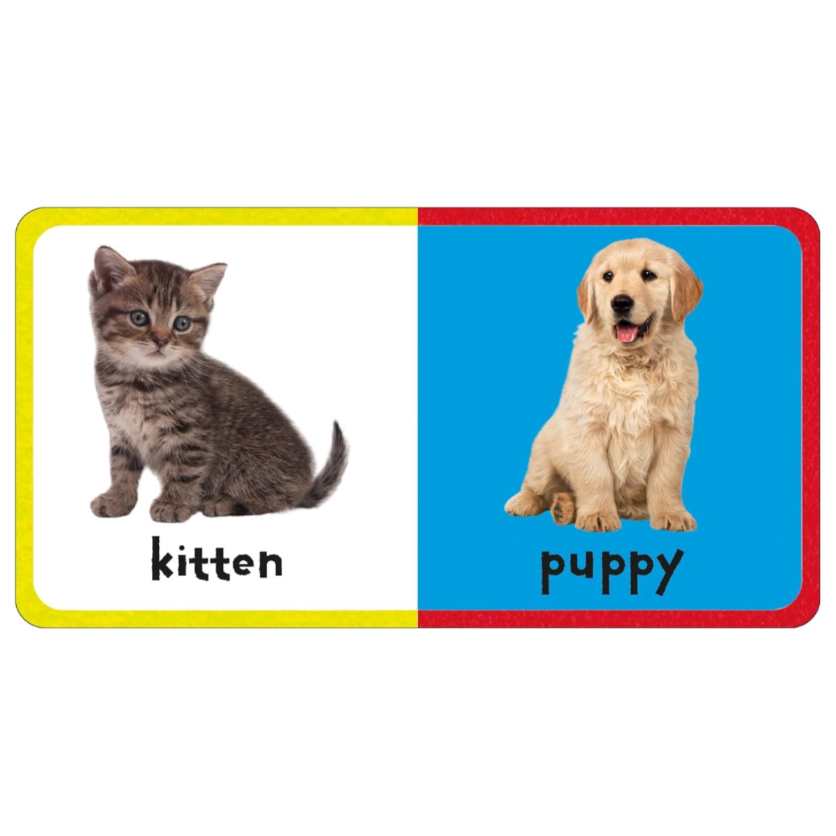 First Felt: Animals من تأليف بريدي بوكس – 18 يناير 2024