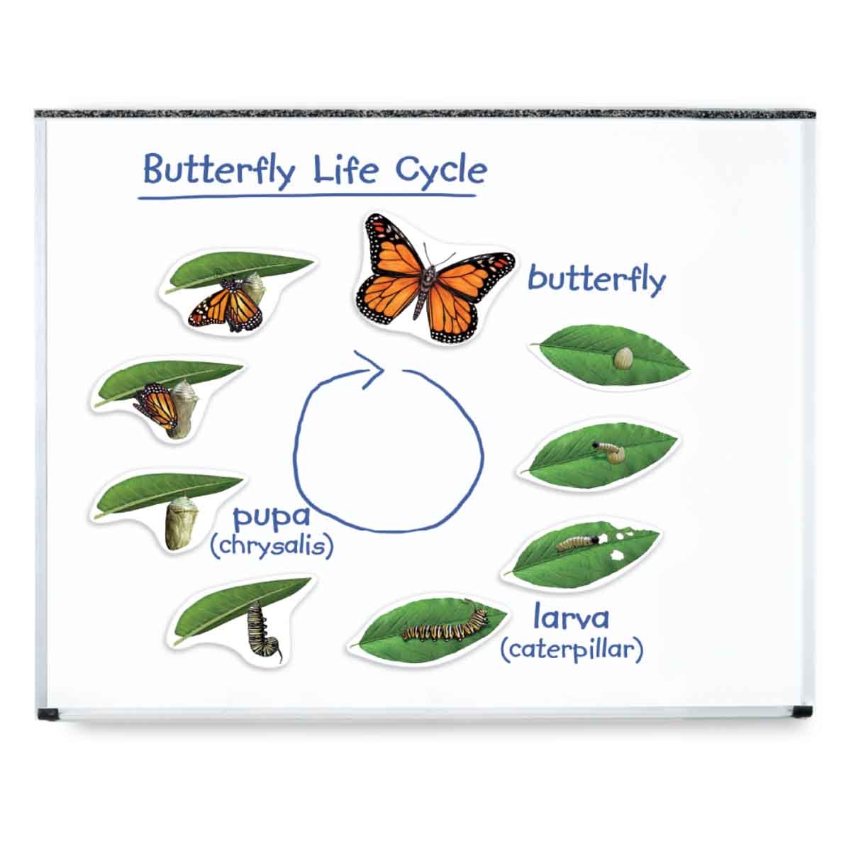 Learning Resources Giant Magnetic Butterfly Life Cycle Unisex, 5-7 Years