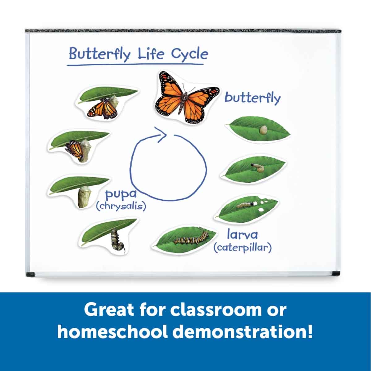 Learning Resources Giant Magnetic Butterfly Life Cycle Unisex, 5-7 Years