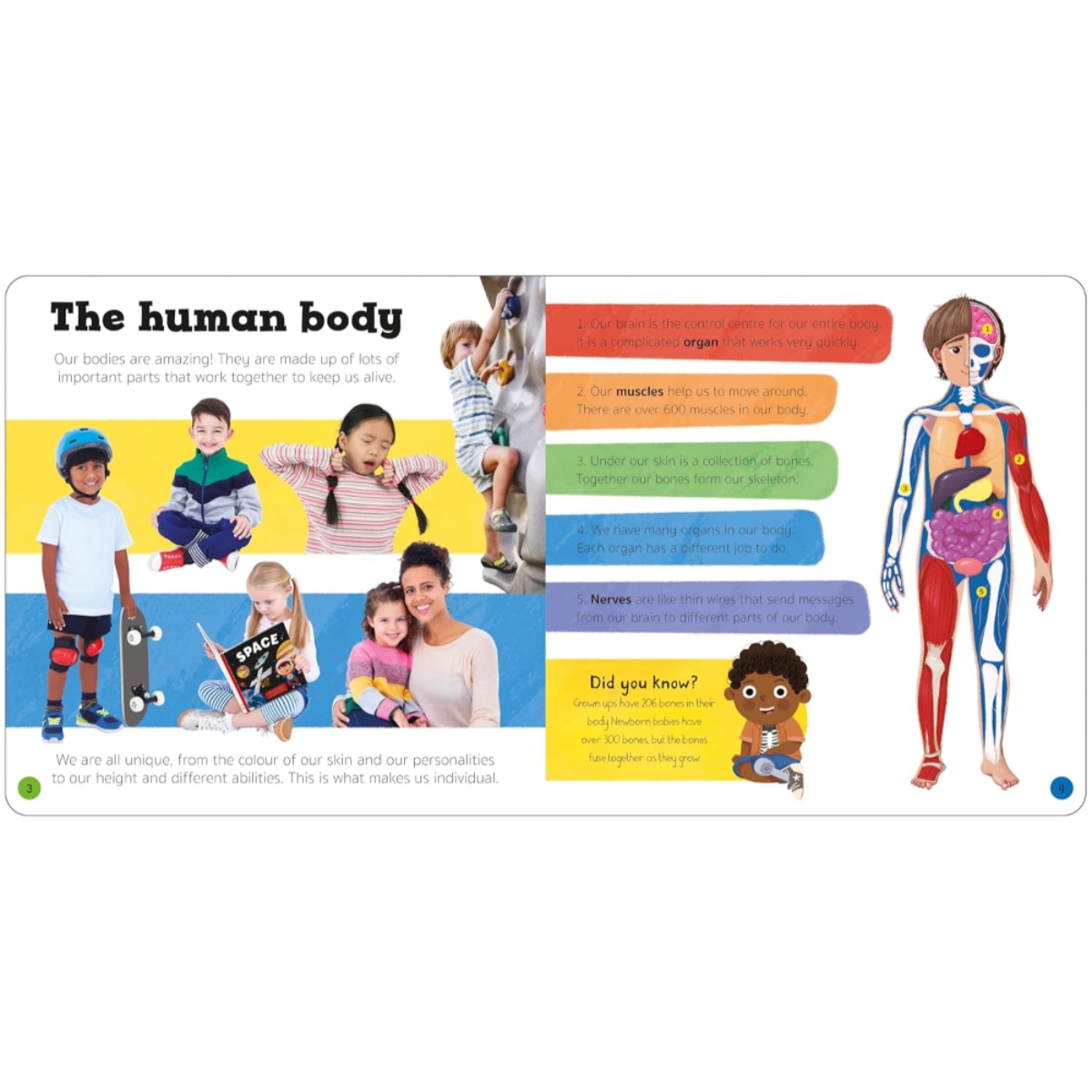 Priddy Explorers Human Body من تأليف روجر بريدي – 13 يونيو 2024