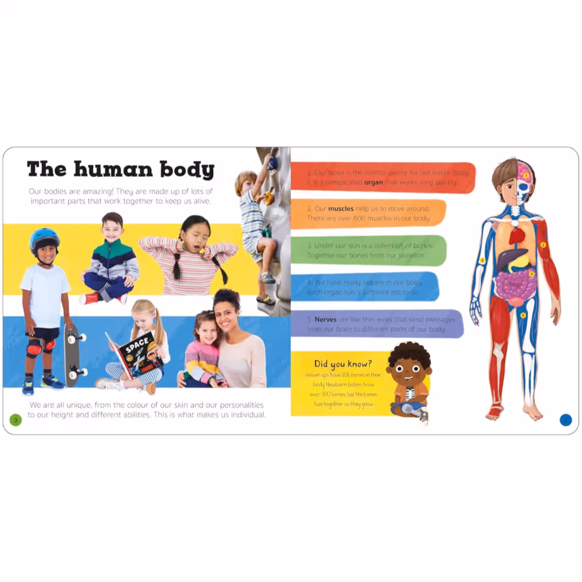 Priddy Explorers Human Body by Roger Priddy - 13 Jun 2024