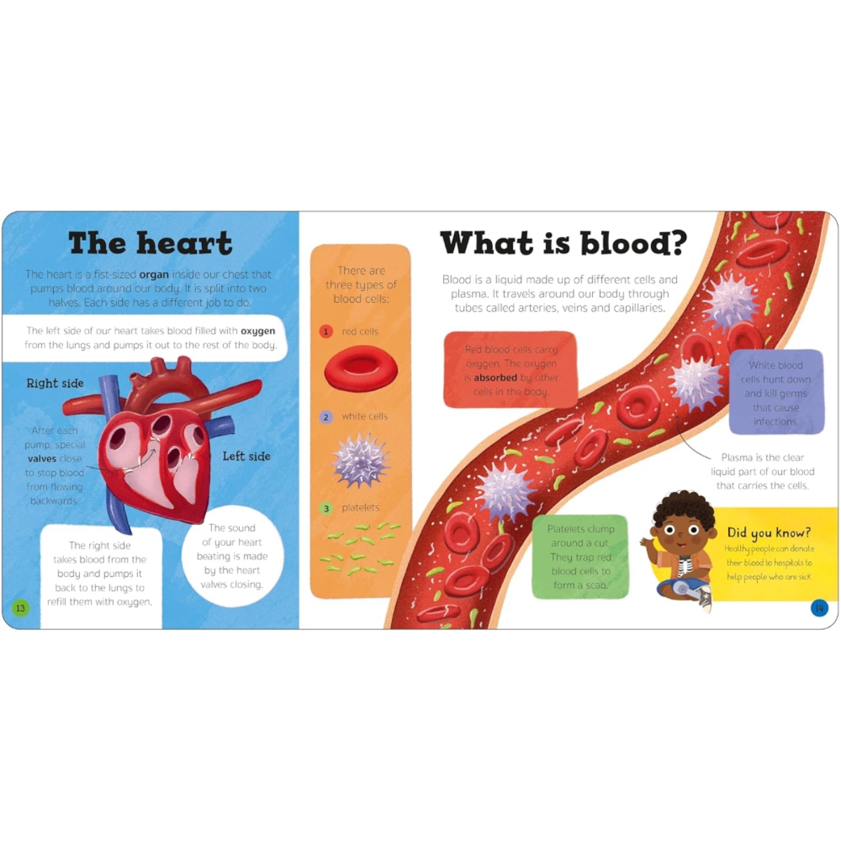 Priddy Explorers Human Body من تأليف روجر بريدي – 13 يونيو 2024