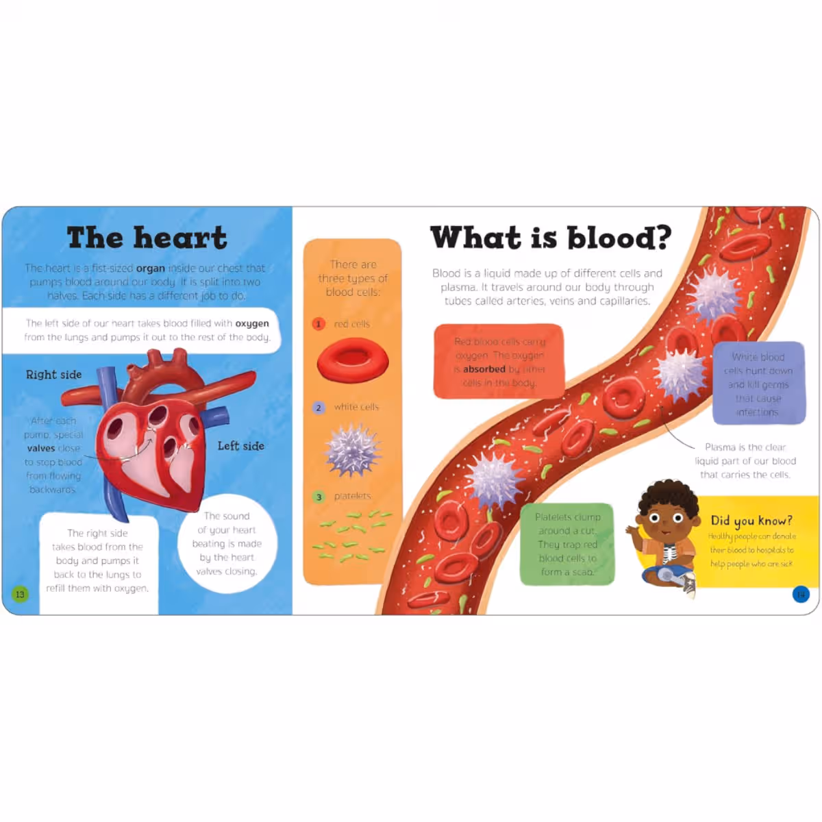 Priddy Explorers Human Body by Roger Priddy - 13 Jun 2024