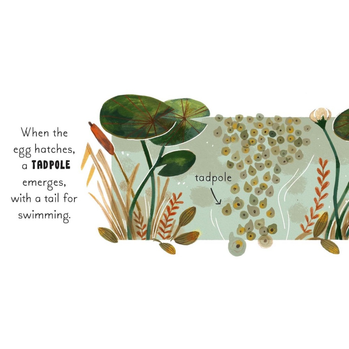 5 Minute Nature Story Box: مفاهيم علمية أولى للعقول النامية! تأليف غابي دوناي - 25 يونيو 2024