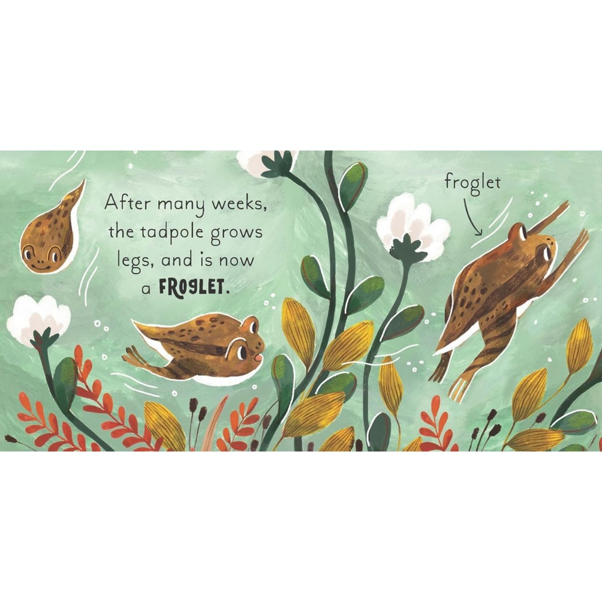 5 Minute Nature Story Box: مفاهيم علمية أولى للعقول النامية! تأليف غابي دوناي - 25 يونيو 2024