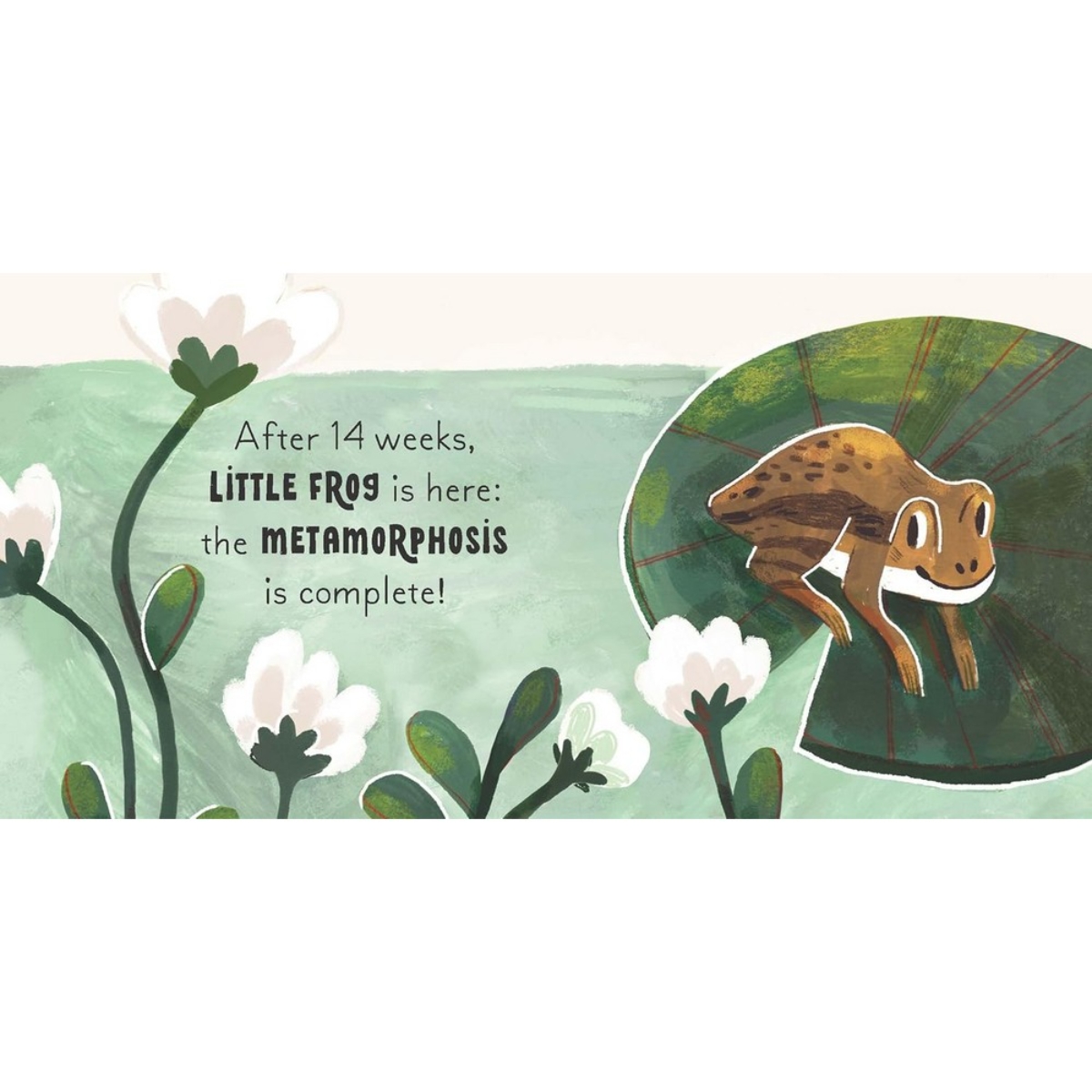 5 Minute Nature Story Box: مفاهيم علمية أولى للعقول النامية! تأليف غابي دوناي - 25 يونيو 2024