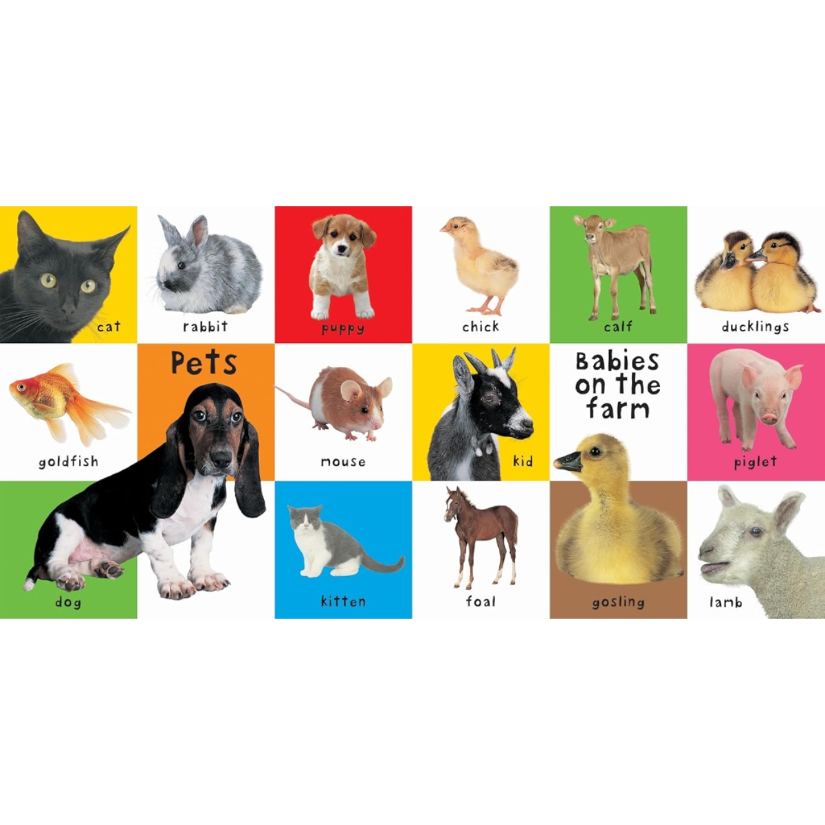 First 100 Animals: من تأليف روجر بريدي - 13 يناير 2006