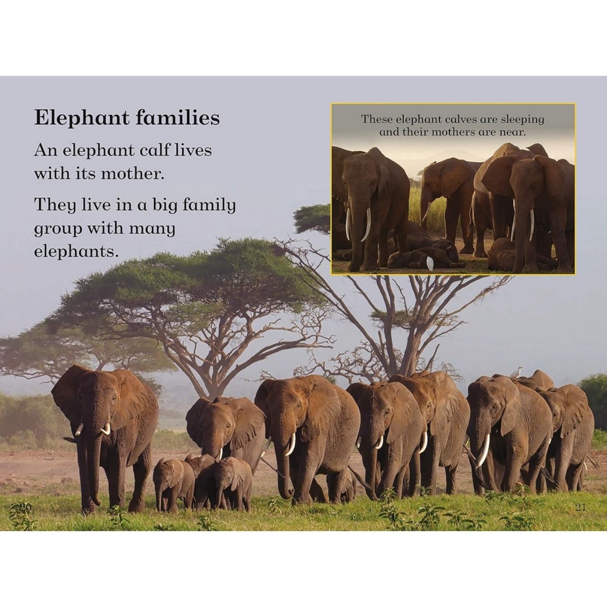 Ladybird Readers Level 1 - BBC Earth - Baby Animals (ELT Graded Reader) by Ladybird - 6 July 2017