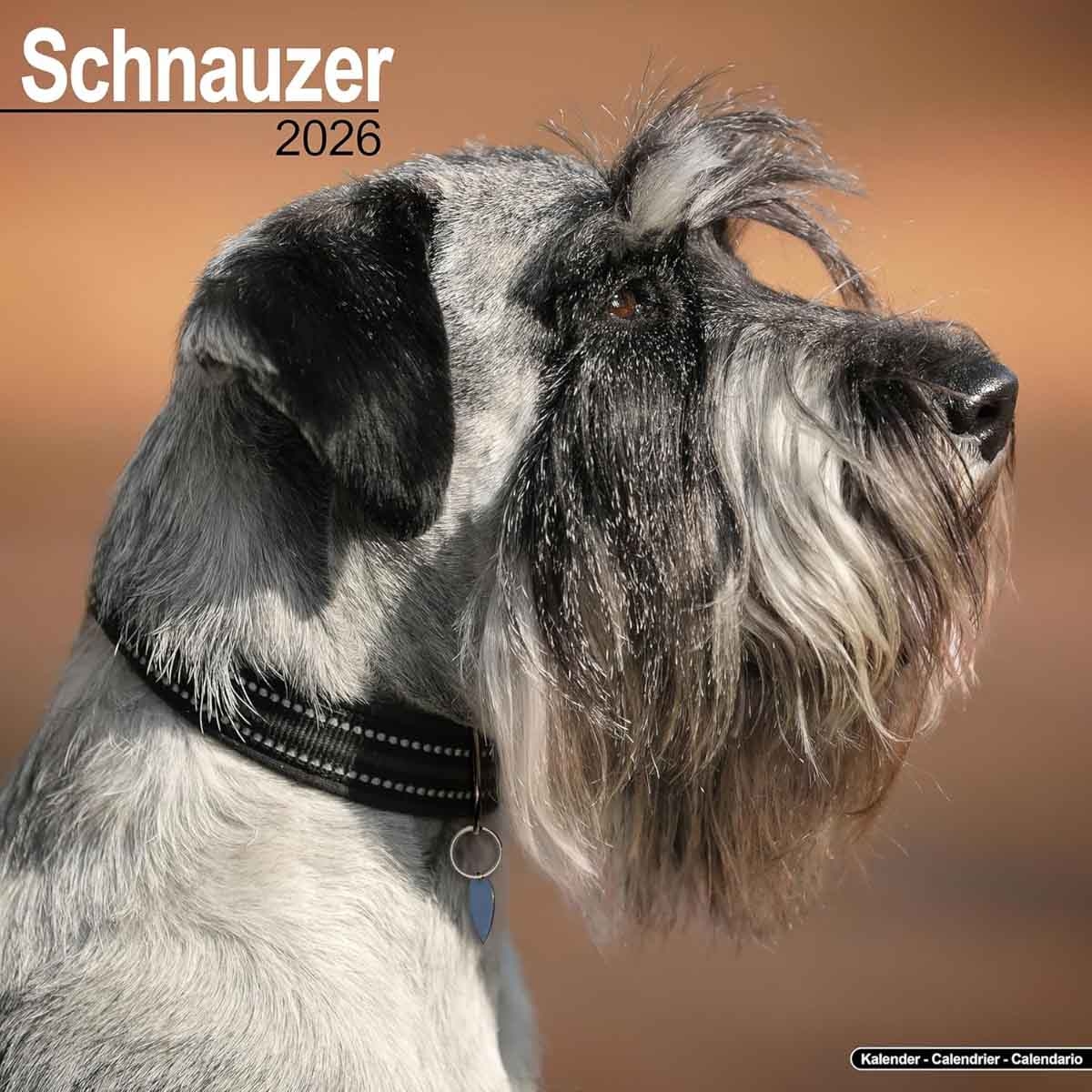 Schnauzer (Euro) Calendar 2026 Square Dog Breed Wall Calendar - 16 Month - 01-07-2025